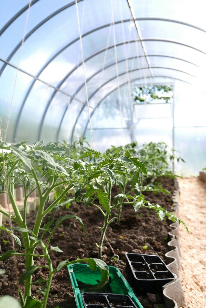 Lush tomato plants thriving inside a sunlit greenhouse, showcasing productive home gardening techniques.